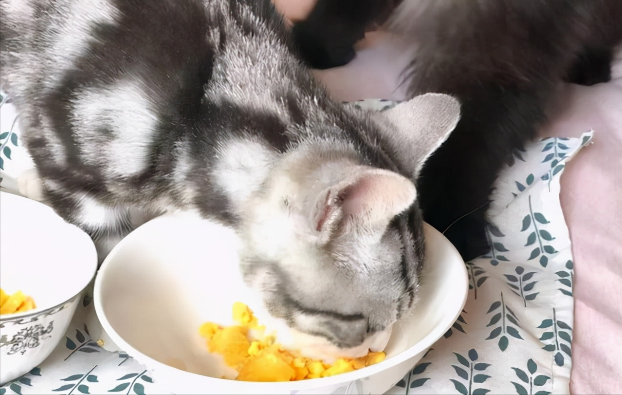 猫咪饮食指南，猫咪应该吃哪些食物？